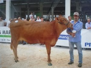 Esperia la storica Vacca Rossa dell'allevamento di Luca Conti