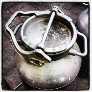 latte delle vacche rosse