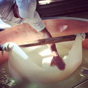 parmigiano reggiano vacche rosse