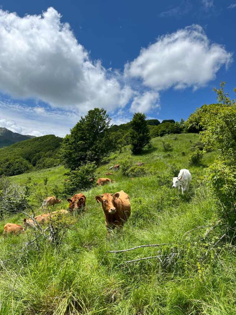 Bovine di Razza Reggiana al pascolo