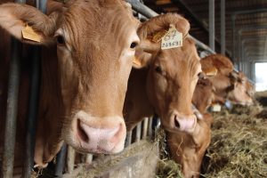 Il Parmigiano Reggiano Vacche Rosse è prodotto con solo latte di Razza Reggiana