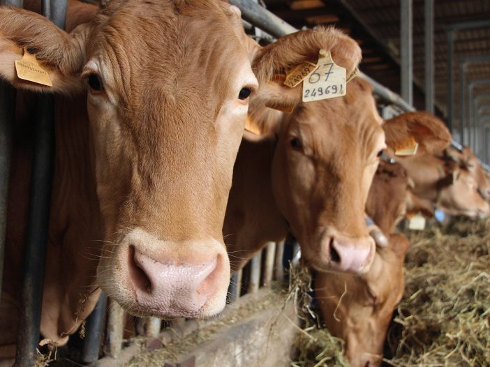 Il Parmigiano Reggiano Vacche Rosse è prodotto con solo latte di Razza Reggiana