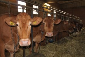 azienda vacche rosse serri miselli i capi