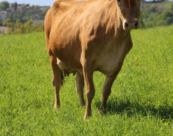 Bovina Vacca Rossa di Razza Reggiana